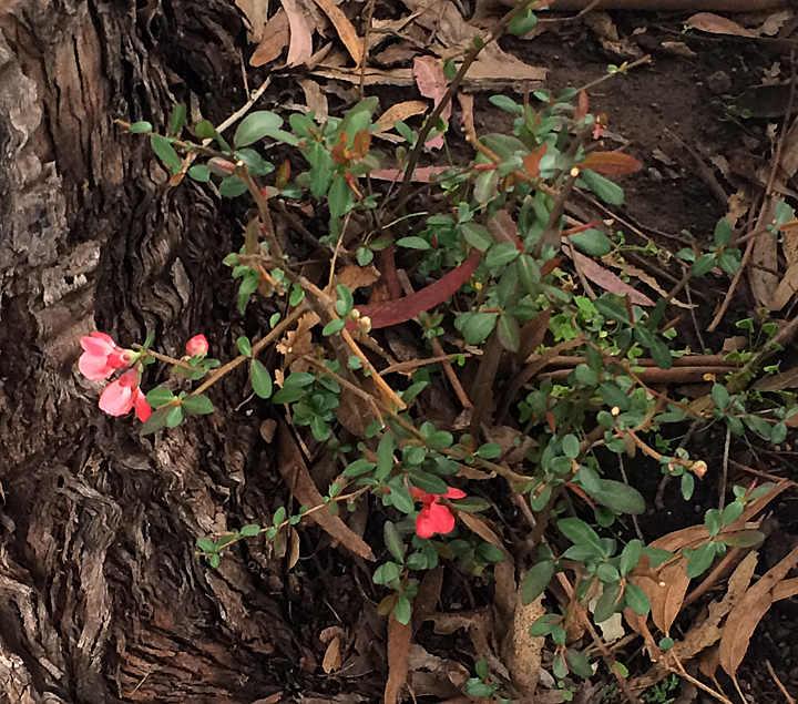 Quince2016.2crop