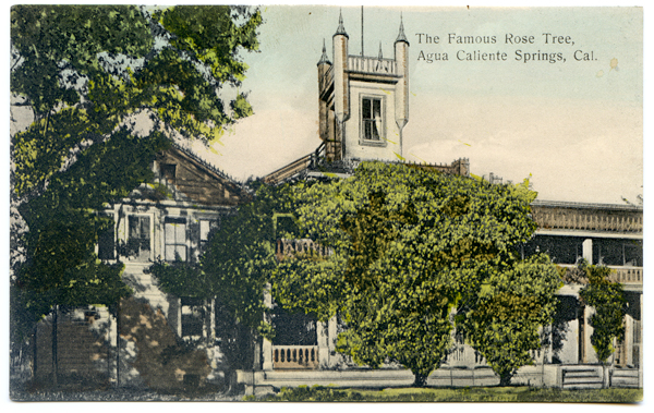 ACSpringsFamousRoseTree