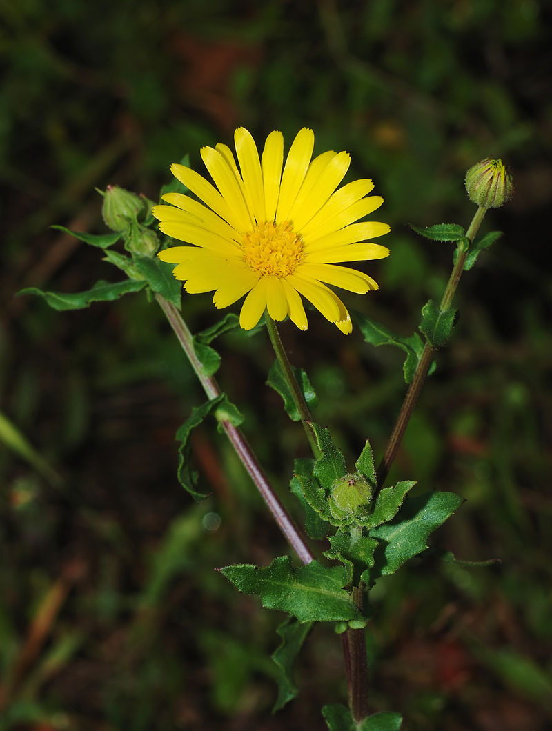 Calendulaclose
