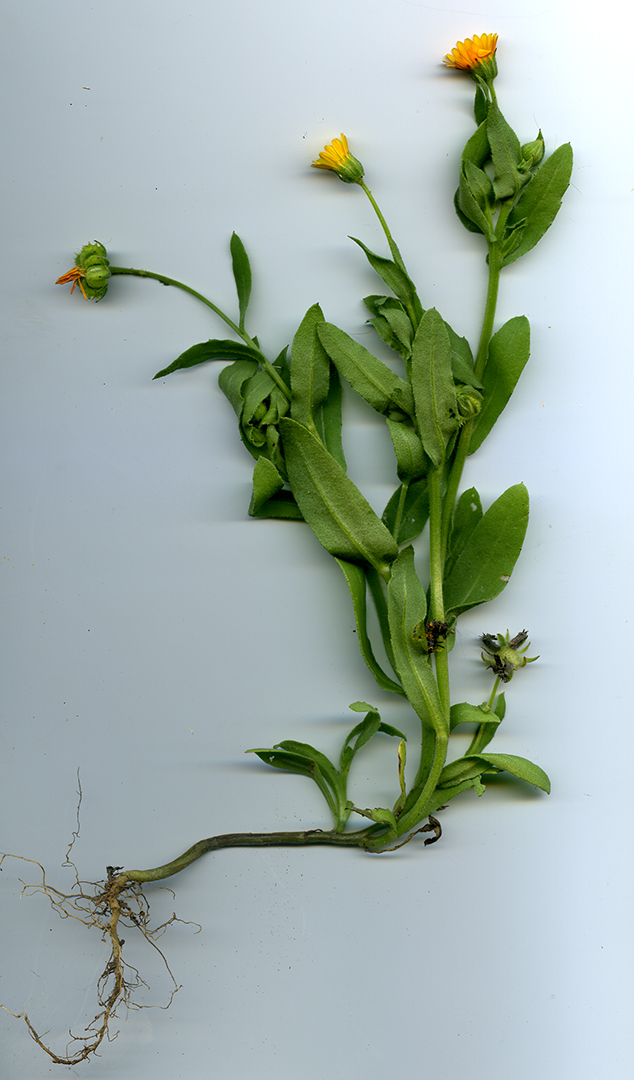 CalendulaScan1