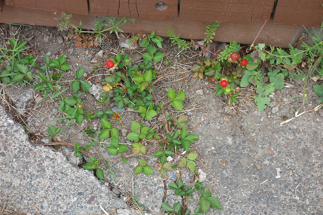 StrawberryiesConcrete2019 copy